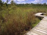 Stony Swamp Boardwalk5