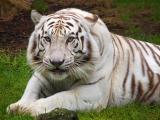 White Tiger 3594