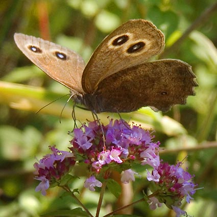 Common Wood Nymph Butterfly