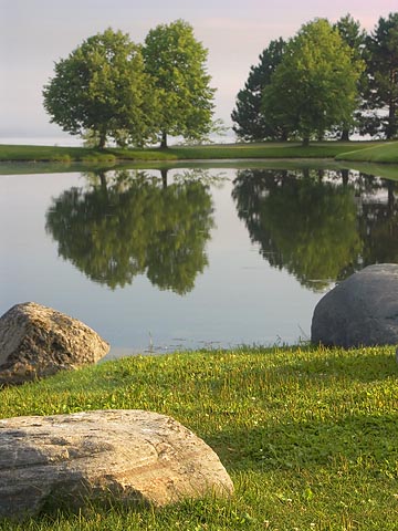 Rocks & Trees