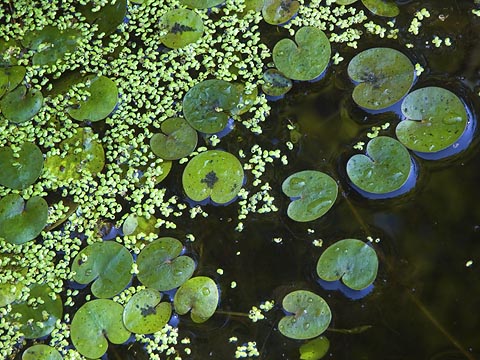 Miniature Lily Pads
