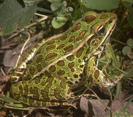 Northern Leopard Frog