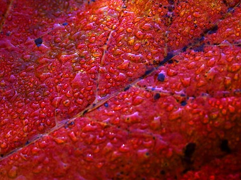 Dew on  Autumn Leaf 5864
