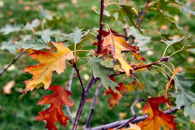 Oak Leaves