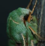 Pacific Green Sphinx moth close up