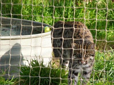Fishing Cat with Tank
