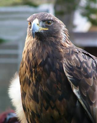 Golden Eagle