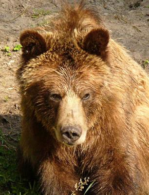 Grizzly Hump