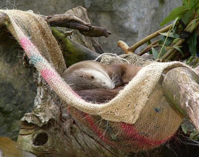 Otter Hammock