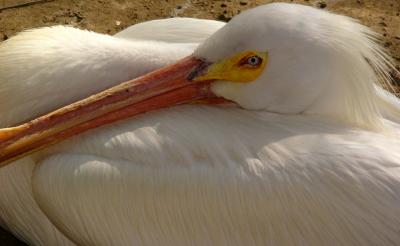 White Pelican at Rest
