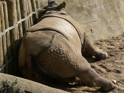 u37/milholland_l/medium/39463712.RhinoSleeping.jpg
