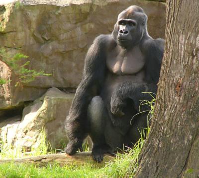 Silverback Gorilla by Tree