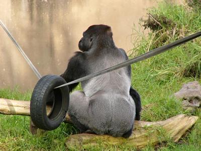 Silverback with Tire
