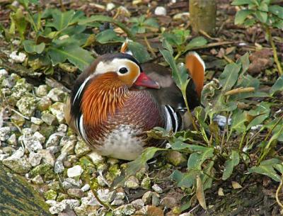 Mandarin Duck