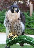 Peregrine Falcon