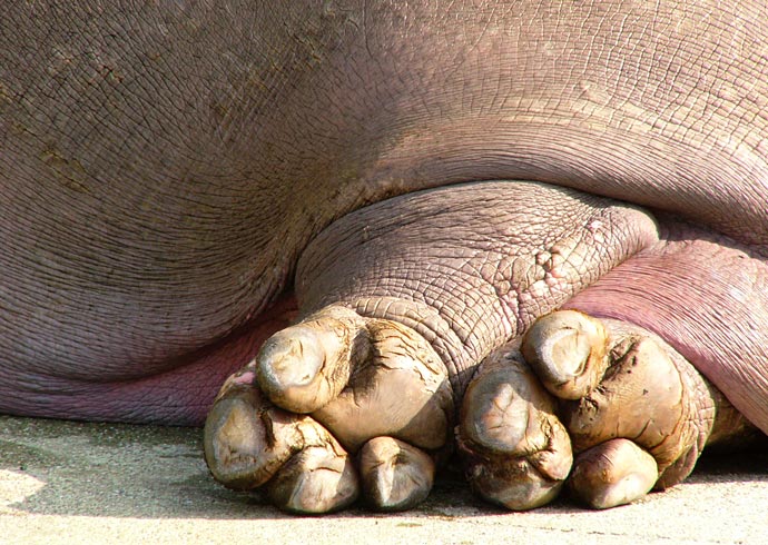 Hippo Feet