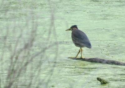 Green heron