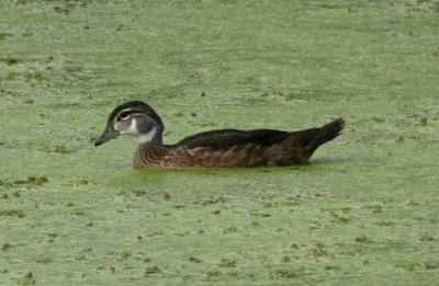 One wood duck