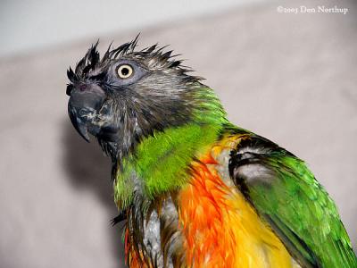 3134-MA-parrot-bathtime.jpg