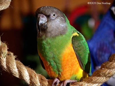 senegal-parrot.jpg