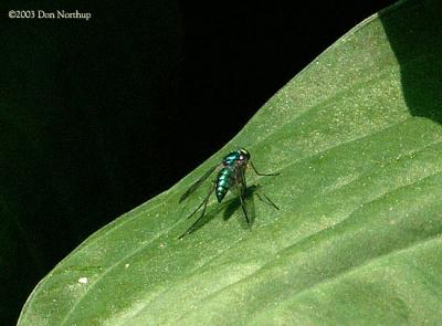 210-green-fly.jpg