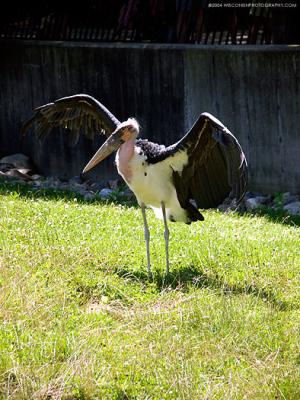 5440-weird-stork.jpg