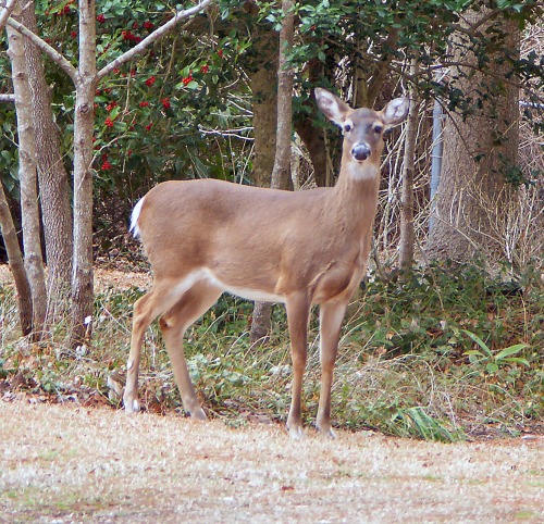 Deer 3.