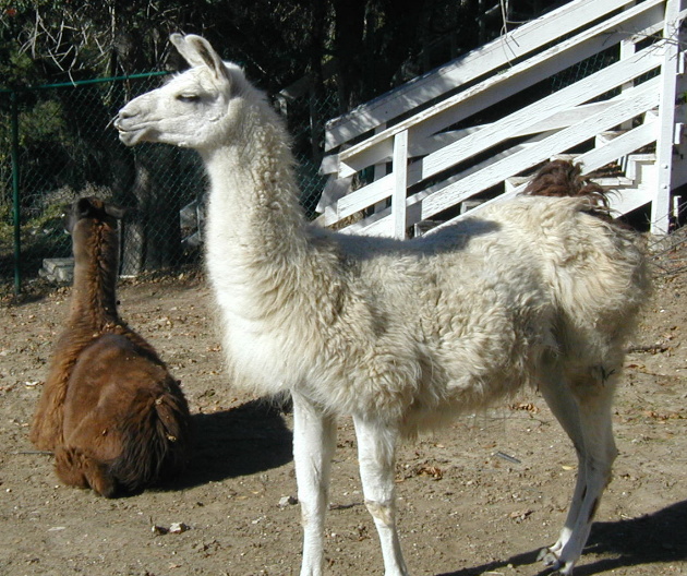 A friends Llamas...they live close by