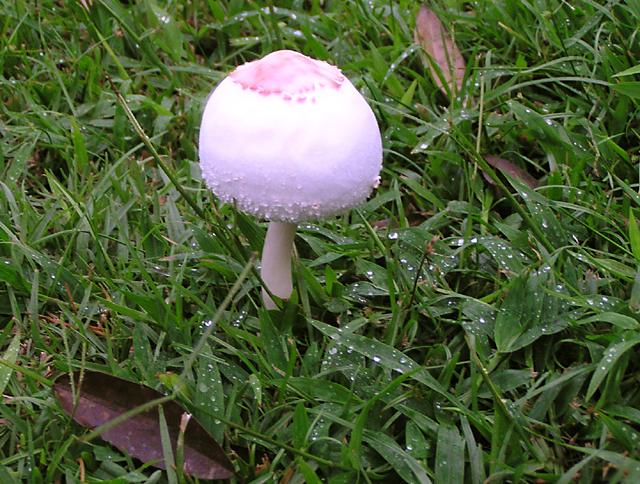 Mushroom 001