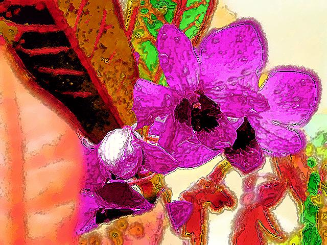 Orchid 01.jpg