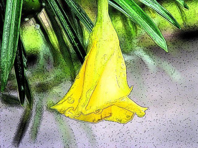 Yellow Flower 01.jpg