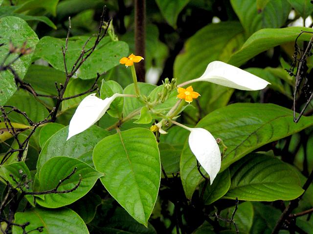 White Leaf Orange Flower