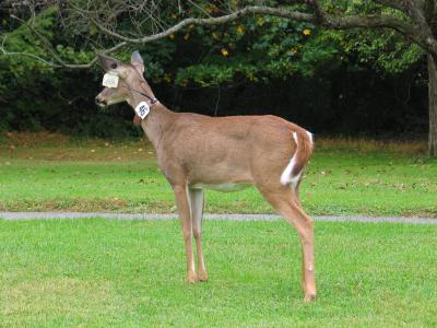 Deer 46 Back