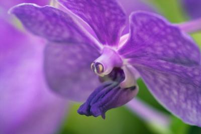 Butterfly Named Vanda