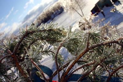 evergreen on the fence