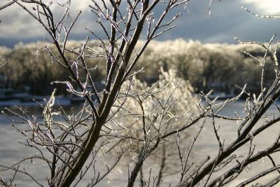 Maple Ice