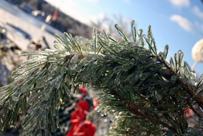 Iced Pine