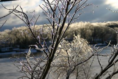 Maple Ice two