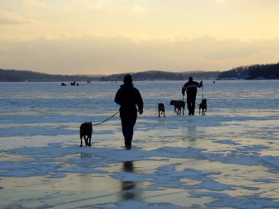 dogs on ice2.jpg