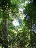 Rainforest walk - a limestone outcrop