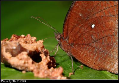 AS Common Palmfly (Elymnias hypermnestra)