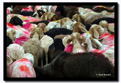 Goats at the New Market, Kolkata