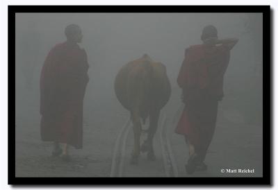 Monks Leading a Cow in the Fog, Darjeeling
