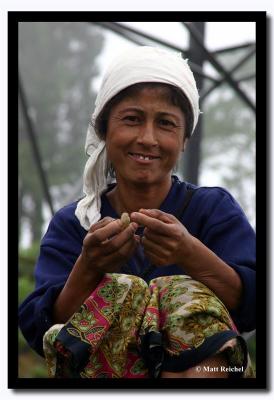 Tea Picker from the Hills of Darjeeling