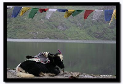 Yak Sitting by Tsomgo Lake, East Sikkim