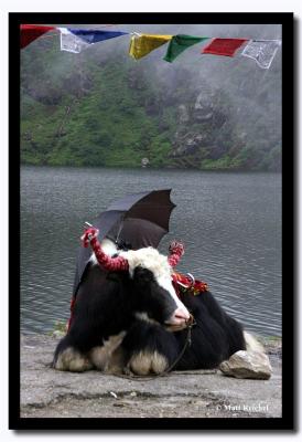 Yak, Tsomgo Lake, East Sikkim