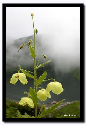 Yellow Flower above Tsomgo Lake, East Sikkim
