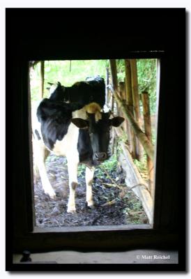 Cows through the Window, Pakang