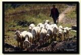 Sheep Hearder-copy.jpg