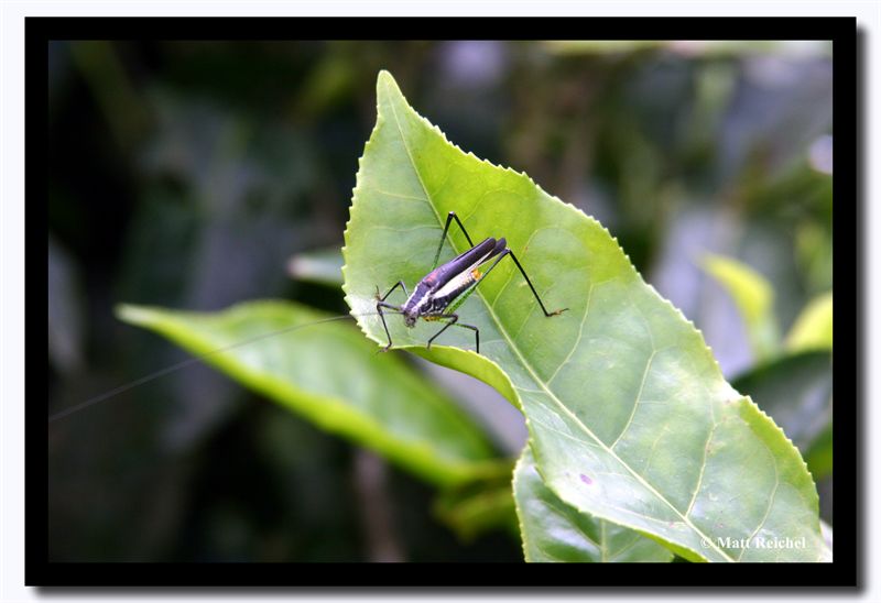 Grasshopper on Tea Leaf, Darjeeling